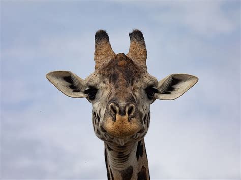 Color Of Giraffes Spots Reflects Social Status Not Age Smart News