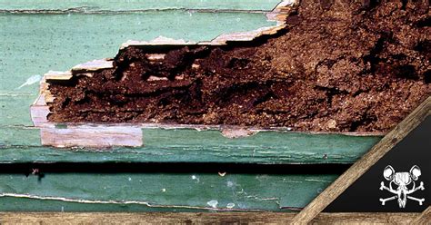 In the event that a pest control professional locates the presence of termites, you should hire an engineer to conduct an inspection of structural components. Pre-Purchase Pest Inspection Tips for Home Buyers