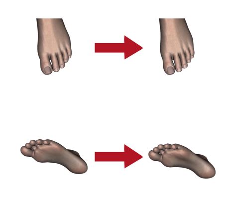 Foot Morph Expansion 1 for Gen8 by NecDaz91 on DeviantArt