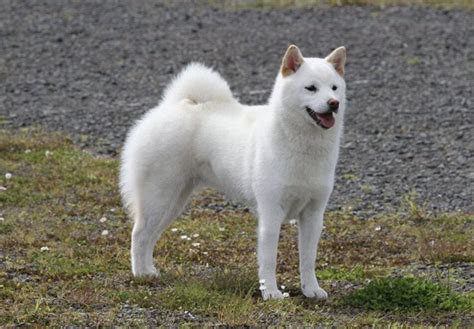 13 Japanese Dog Breeds All Dogs Of Japan