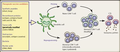 Figure 1 from Dendritic-cell-based therapeutic cancer vaccines