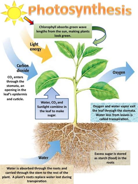 Mar 25, 2020 · during photosynthesis, plants take in carbon dioxide and water, disassemble the molecules and convert them into sugar and oxygen. DESCRIBE THE PROCESS , BY WHICH FOREST RELEASES OXYGEN ...