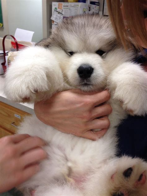 Alaskan Malamute Chubby Husky Puppy Pets Lovers