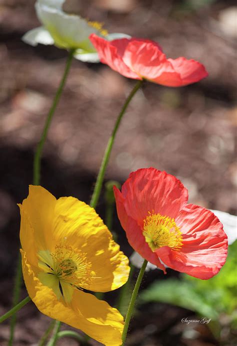 Iceland Poppy Series I Photograph By Suzanne Gaff Fine Art America