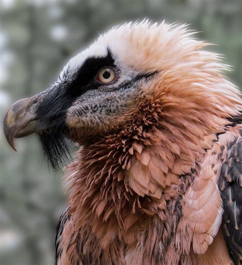Picture of a bearded vulture up close. | Bearded vulture 