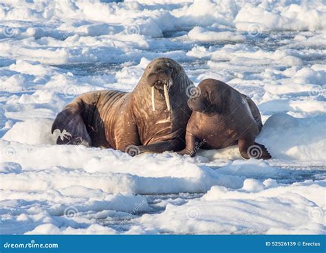 Couple Of Walruses On The Ice Arctic Spitsbergen Stock Image Image