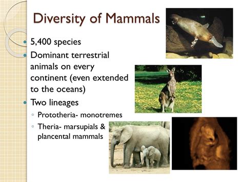Ppt Mammals Powerpoint Presentation Free Download Id1938784