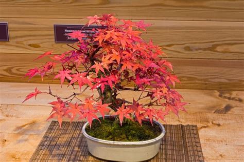Japanese Red Maple Bonsai Trees How To Grow And Care Florgeous