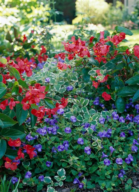 17 Of The Best Annual Plant Pairings For Summer Long Color Annual