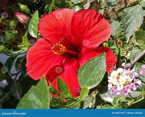 Red Hibiscus Stock Photo Image Of Iariturk Beautiful 4367792