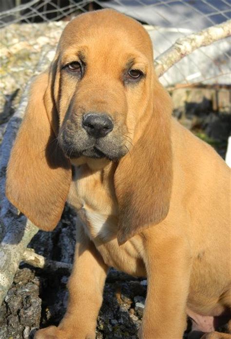 84 Best Bloodhounds Images On Pinterest Bassett Hound Bloodhound