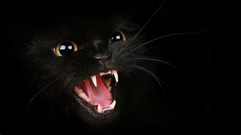 48 Black Cat Screensavers And Wallpaper Wallpapersafari