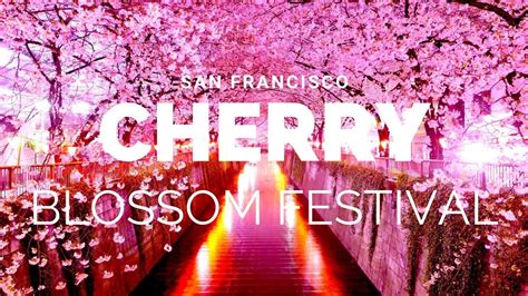 Beautiful Cherry Blossom Festival In San Francisco 4k Youtube