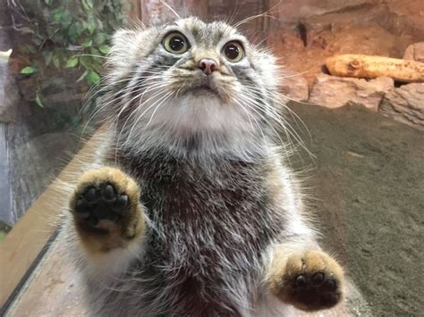 Find you best friend within the thousand breeds available on gumtree: 77 best Pallas's Cat images on Pinterest