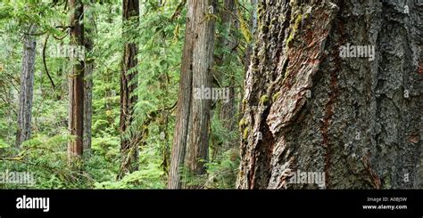 Douglas Fir And Western Red Cedar Trees Newhalem Ross Lake National