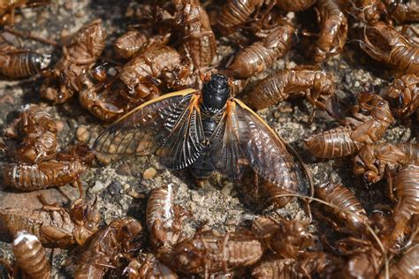 Enjoy These Majestic Photos Of Cicada Brood X Shells