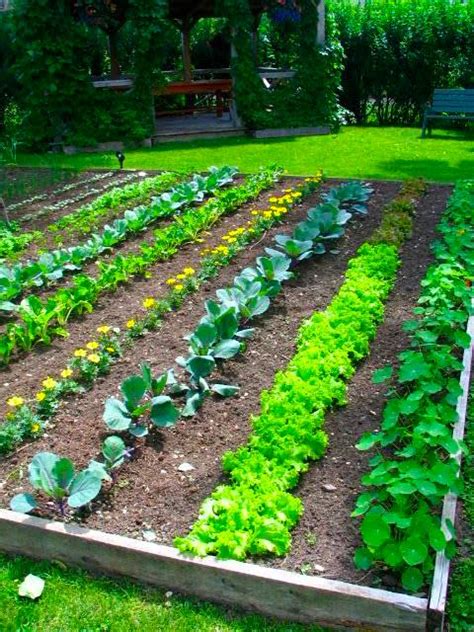 Backyard Vegetable Garden Ideas Besticoulddo