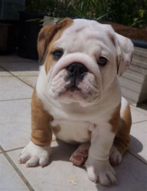 To furnish guidelines for breeders who wish to maintain the quality of their breed and to improve it; English Bulldog - My Dog Breeders - Part 118