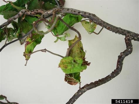 Müller, was introduced from the eastern united states into southwestern washington in. Eastern filbert blight (Anisogramma anomala ) on hazelnut ...