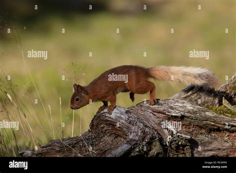 Red Squirrel Sciurus Vulgaris Searching For And Eating Nuts In A