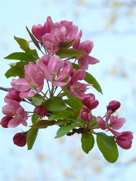 Free Images Branch Flower Petal Bloom Spring