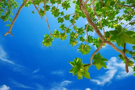 Green Leaves On Blue Sky Stock Photo Image Of Closeup 19426430