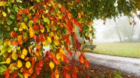 1920x1080 1920x1080 Trees Road Park Leaves Path Autumn Colors
