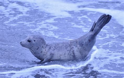 Buzzs Marine Life Of Puget Sound Harbor Seal Pup At Alki