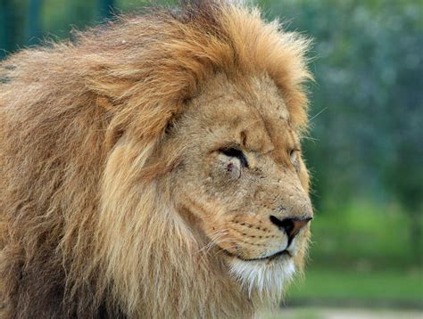 Lion Head Photo