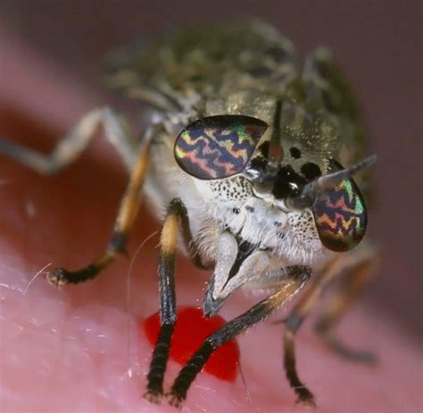 Tigermücke melden,tigermücke stich symptome,tigermücke deutschland 2017,ausländer in deutschland,aedes albopictus,statistisches bundesamt,mückenatlas. Insekten: Wen Mücken am liebsten stechen - WELT