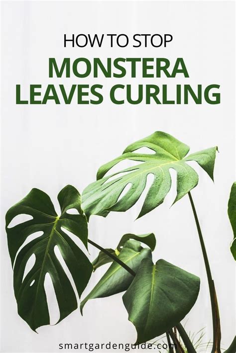 Calathea leaves curling and wilting can be an indication that you're not giving your plants enough water. 6 Ways To Stop Monstera Leaves Curling - Smart Garden ...