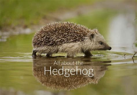 All About The Hedgehog Gardenbird