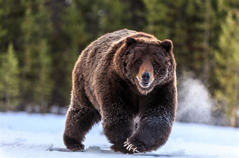 Ben rosenfield, calvin demba, camila morrone and others. Yellowstone's Grizzly Bears Should Not Be Hunted