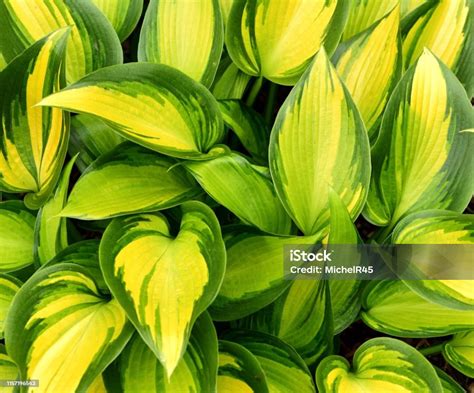 Glossy Leaves Of Hosta June Spirit Stock Photo Download Image Now