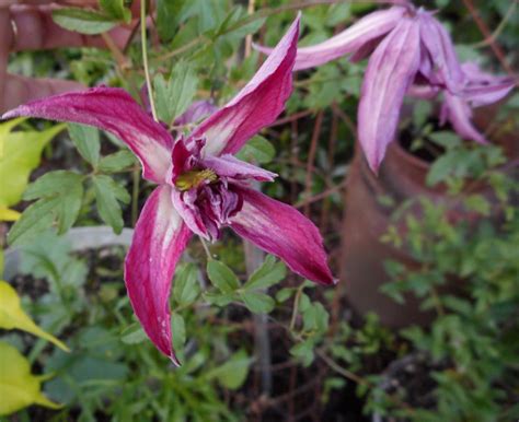 Растение клематис или ломонос (clematis) относится к семейству лютиковые. Gardening With Grace