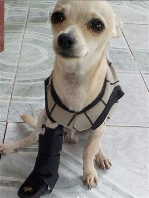 Ferula Pata Delantera Para Perro Walkin Front Splint De Handicapped P