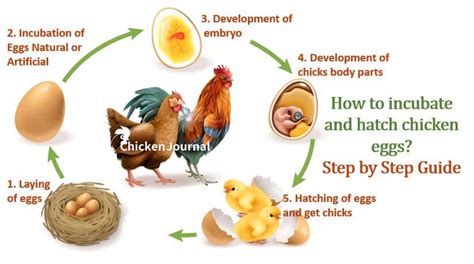 Incubating And Hatching Chicken Eggs Step By Step Guide