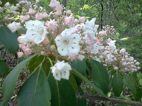 The Wild Mountain Laurel Is Done Blooming But The Rhododendrons Are In