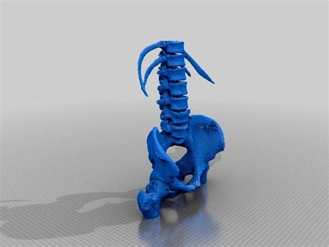 Lumbar Spine And Pelvis By Mariodiniz 3d Model