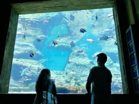 Ushaka Sea World Aquarium Durban 2018 Ce Quil Faut Savoir Pour