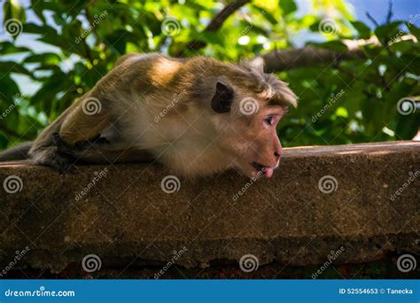 Monkey Stick Out Tongue In Sigiriya Sri Lanka Royalty Free Stock