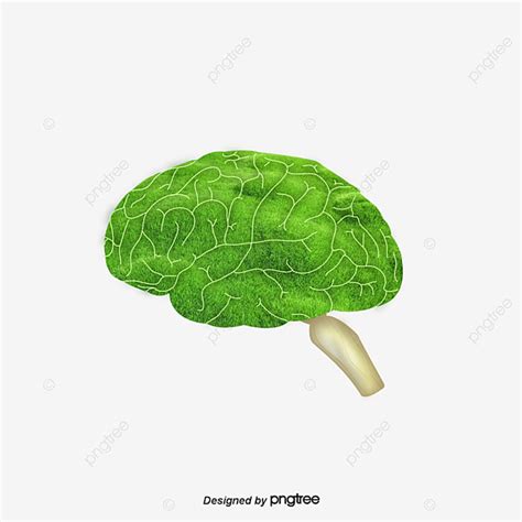 Green Brain Brain Green Creative Png Transparent Clipart Image And