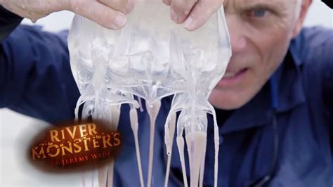 The Deadliest Venom In World Box Jellyfish River Monsters Youtube