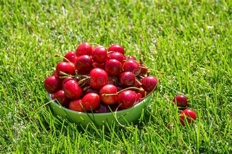 Close Up Of Pile Of Ripe Cherries With Stalks And Leaves Large
