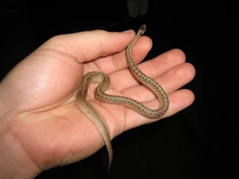 Texas Garden Snakes Photos