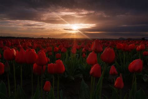 Photograph Flowers And Mud By Trevor Anderson On 500px Skagit Valley