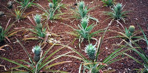 How To Grow A Pineapple From Seed The Garden Of Eaden