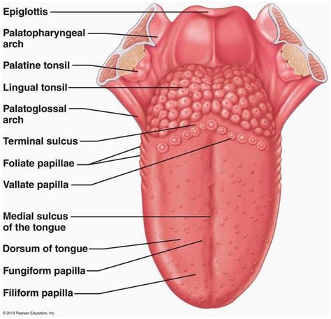 Discover the magic of the internet at imgur, a community powered entertainment destination. the-anatomy-of-the-tongue - Google Search | Dental anatomy ...