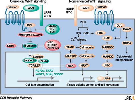 Figure From Wnt Signaling Pathway And Stem Cell Signaling Network