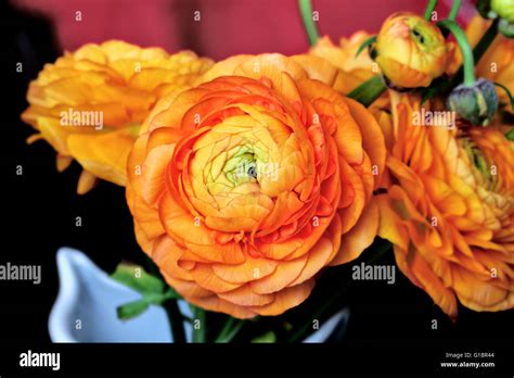 Beauty Flowers Of Orange Ranunculus For Lovely Present Stock Photo Alamy